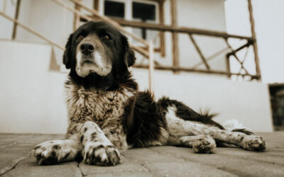 Guard Dog or Working Dog Expenses – when are they deductible?
